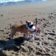 Dara y Mina jugando en la playa de Malgrat